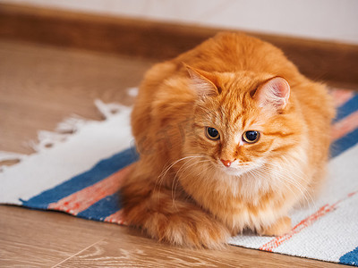 可爱的姜猫坐在条纹自制地毯上。