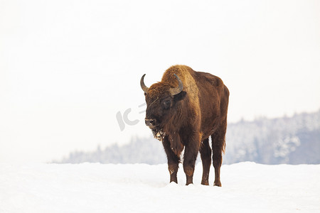 欧洲野牛 (Bison bonasus) 在冬季的自然栖息地