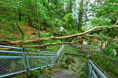 台风过后树木倒塌