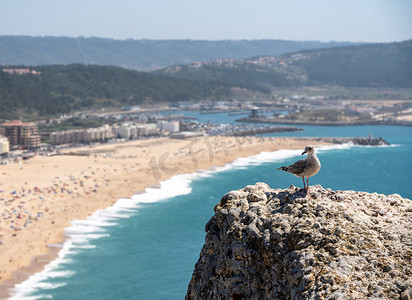 拥挤的夏日，葡萄牙纳扎尔海岸线前的海鸥