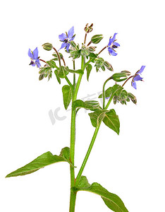 琉璃苣（Borago officinalis）