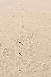 沙滩上的狗脚印