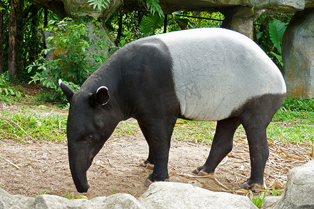 地面头发摄影照片_马来貘 (tapirus indicus) 泰国。