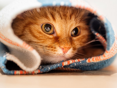 可爱的姜猫坐在里面卷起地毯。