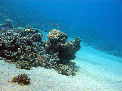 大海背景下热带海底的珊瑚礁
