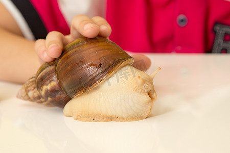 非洲 Achatina 蜗牛在家里，特写