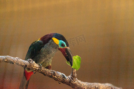 圭亚那巨嘴鸟 Selenidera piperivora