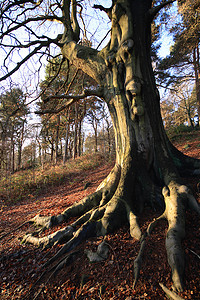树和根摄影照片_树和根