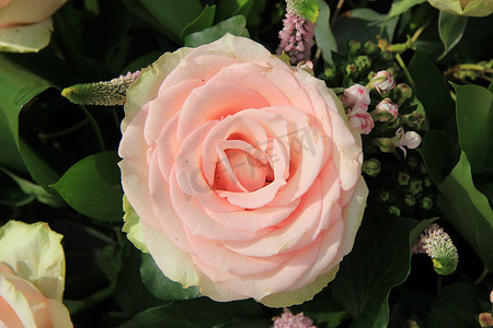 粉色玫瑰花瓣摄影照片_淡粉色玫瑰