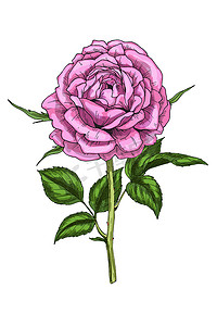 在白色背景上孤立的光荣玫瑰花的手绘插图。