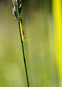 长长的黄绿色毛毛虫沿着草走