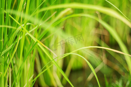 图像模糊的水稻植株。