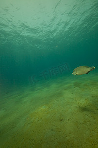 海底鱼背景摄影照片_红海中的拿破仑濑鱼 (cheilinus undulatus)。