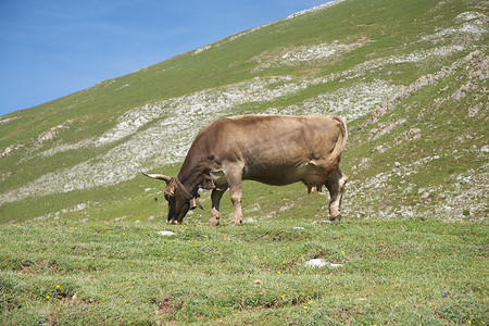 放牧在坎塔布连河谷的牲畜