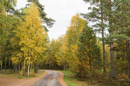 秋天落叶公路摄影照片_蜿蜒的乡间小路穿过秋天的彩色森林