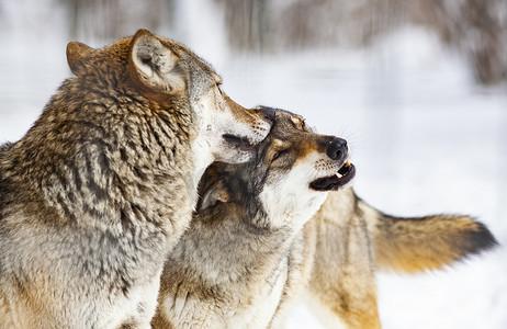 狼群在雪地里玩耍