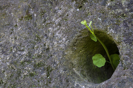 生长通过石头的小绿色植物