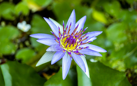 蓝色莲花在水面之上上升并且在早晨，庭院池塘开花。