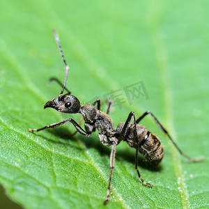 黑木匠蚁 (Camponotus pennsylvanicus)