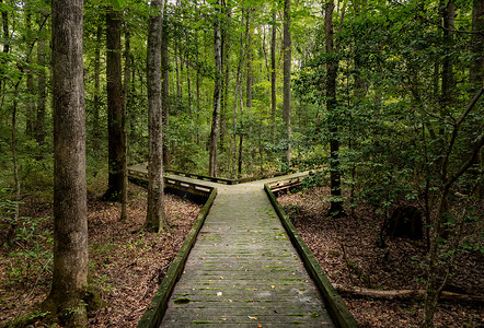 左右分割摄影照片_森林木板路重大决策的岔路口