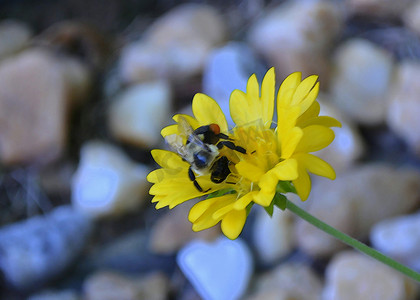 水彩效果背景摄影照片_花上的蜜蜂 ~ 水彩效果