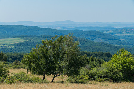 树木繁茂的山丘和田野背景中的两棵桦树
