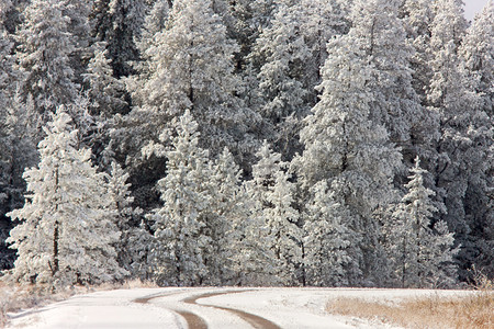 赛拉摄影照片_赛普拉斯山第一场降雪