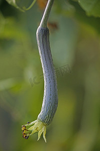 纤维海绵摄影照片_Luffa aegyptiaca，又名埃及黄瓜