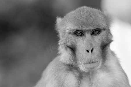 黑白处理的猴子肖像