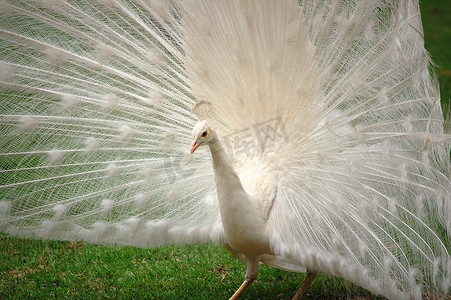 虚荣 - 美丽的白孔雀