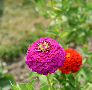 夏天的大粉红色百日菊花