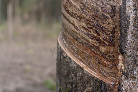 白色乳胶液体摄影照片_树干橡胶 Hevea brasiliensis 树，从橡胶树中提取乳胶。