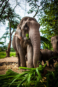 吃掉摄影照片_嘴里含着甘蔗的成年雌性大象正在吃掉地上的食物