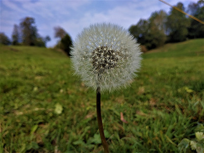 在 Hinderschloss 的草地上发现美丽的蒲公英花