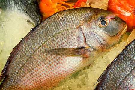 大型鱼类摄影照片_.在克里特岛捕获的大型地中海鱼类。