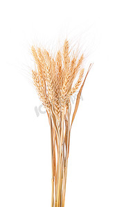 五谷种子摄影照片_在背景的珍珠大麦五谷种子