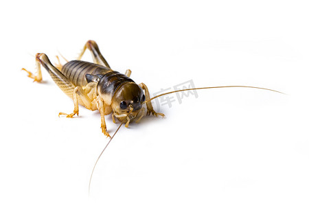 蟋蟀摄影照片_白色背景上的蟋蟀图像。，昆虫。