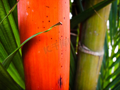 绿竹摄影照片_红绿竹类植物