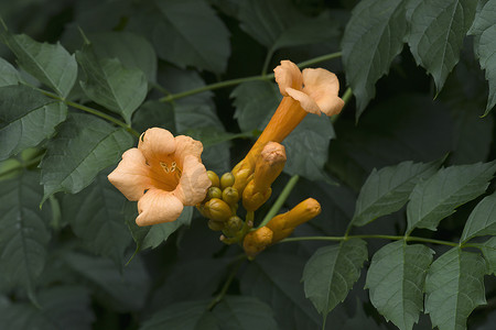 花藤摄影照片_喇叭藤花的特写图像