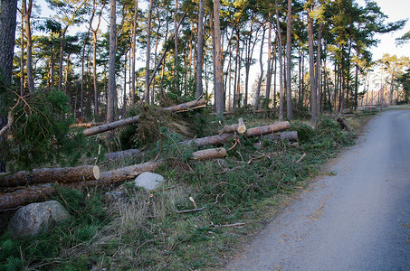 暴风雨后折断的树木
