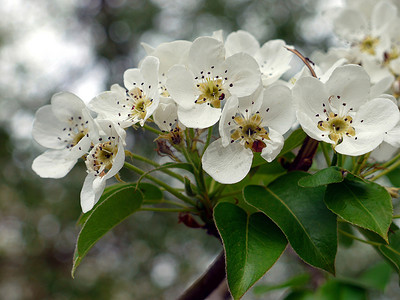 精美花卉花卉摄影照片_一棵果树的精美白花特写镜头有黑雄芯花蕊的