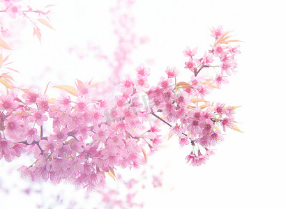 美丽的野生喜马拉雅樱桃花