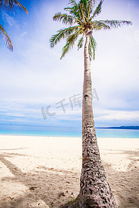 在沙滩背景蓝天和干净的海的可可椰子树