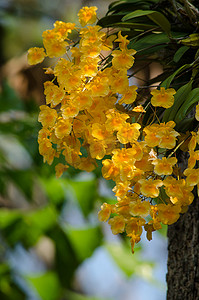 林德利的石斛是美丽的花，呈黄色