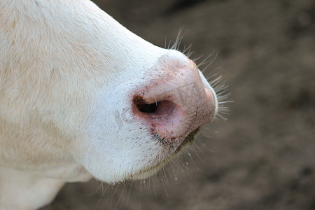 牛鼻子紧贴鼻头汗水。