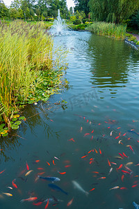 背景中有五颜六色鱼的绿色透明池塘