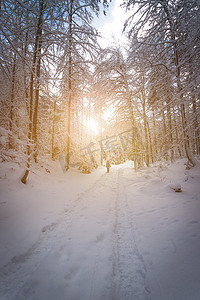 在自然中的晴朗的冬天风景：小径、多雪的树、阳光和蓝天