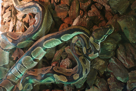 皮肤斑点摄影照片_石头上的玻璃容器中有绿色斑点的长长的大蛇