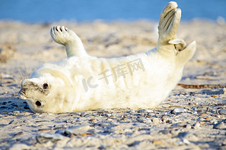 小海豹摄影照片_小灰海豹 (Halichoerus grypus) 在沙滩上放松