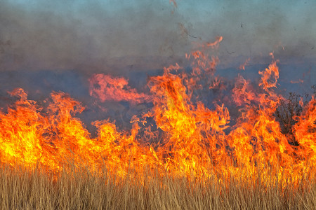 纳米比亚丛林大火